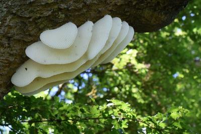Abeille domestique