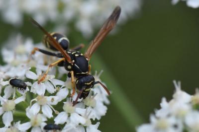 <i>Polistes nimpha</i>