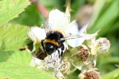 <i>Bombus terrestris/lucorum</i>
