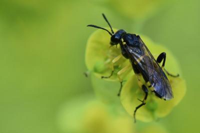 Mouche-à-scie à trois bandes jaunes