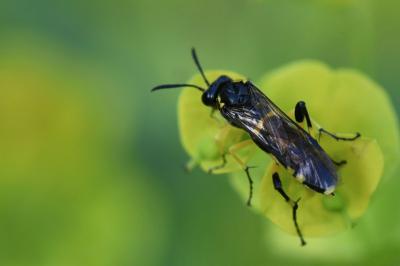 Mouche-à-scie à trois bandes jaunes