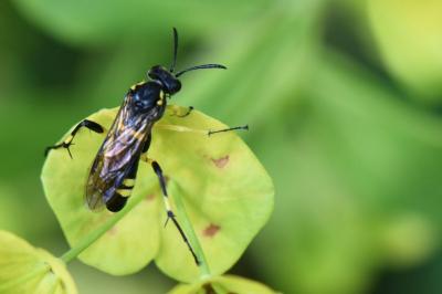 Mouche-à-scie à trois bandes jaunes