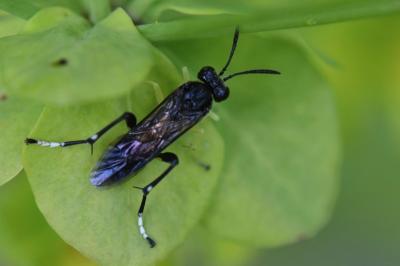 Mouche-à-scie à trois bandes jaunes