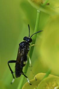 Mouche-à-scie à trois bandes jaunes