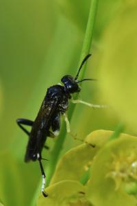 Mouche-à-scie à trois bandes jaunes