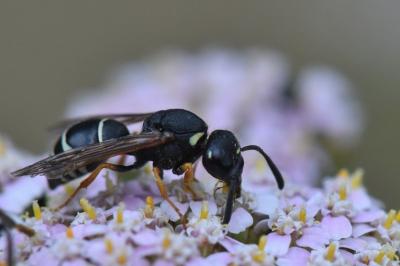 <i>Odynerus melanocephalus</i>