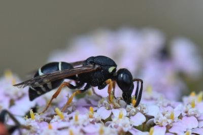 <i>Odynerus melanocephalus</i>