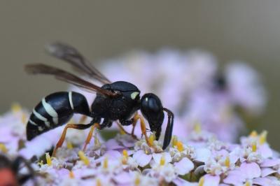 <i>Odynerus melanocephalus</i>