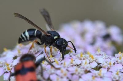 <i>Odynerus melanocephalus</i>