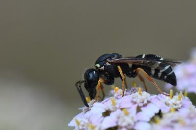 <i>Odynerus melanocephalus</i>