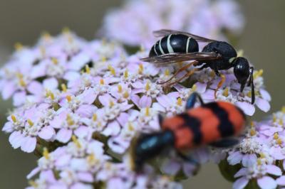 <i>Odynerus melanocephalus</i>