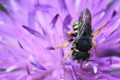 Anthidie naine
