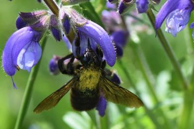 Xylocope violette
