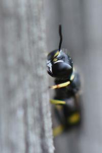 <i>Ectemnius continuus</i>