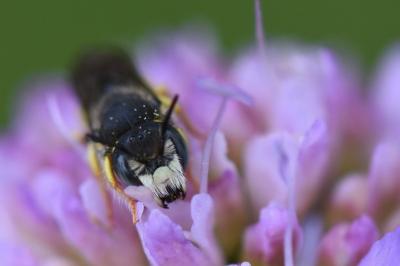 Anthidie naine