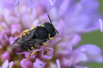 Anthidie naine
