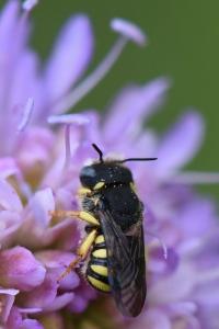 Anthidie naine
