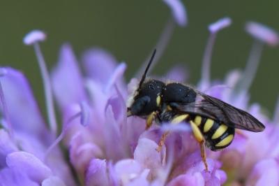 Anthidie naine