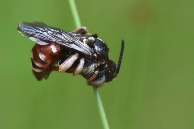 <i>Epeoloides coecutiens</i>