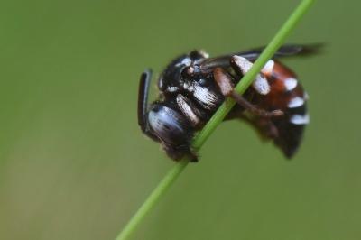 <i>Epeoloides coecutiens</i>