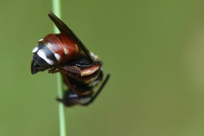 <i>Epeoloides coecutiens</i>