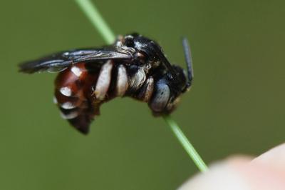 <i>Epeoloides coecutiens</i>