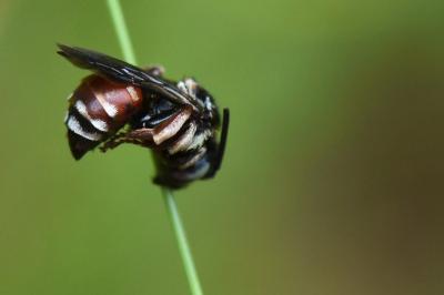 <i>Epeoloides coecutiens</i>