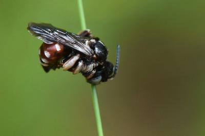 <i>Epeoloides coecutiens</i>