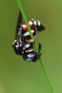 <i>Epeoloides coecutiens</i>