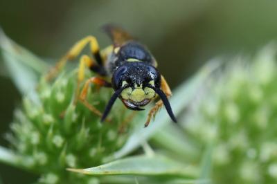 Philanthe apivore