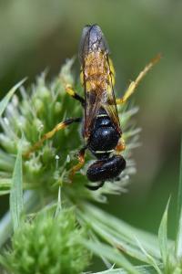 Philanthe apivore
