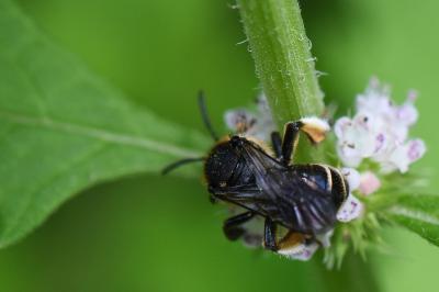 <i>Macropis europaea</i>