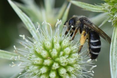Andrena flavipes