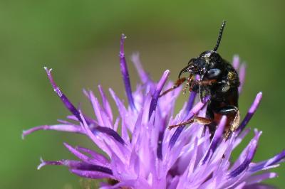 <i>Epeoloides coecutiens</i>