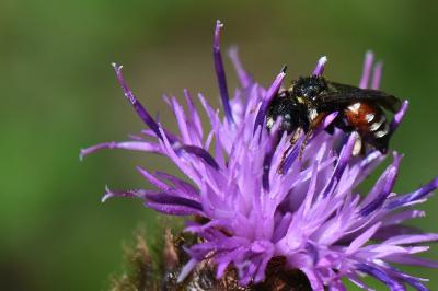<i>Epeoloides coecutiens</i>