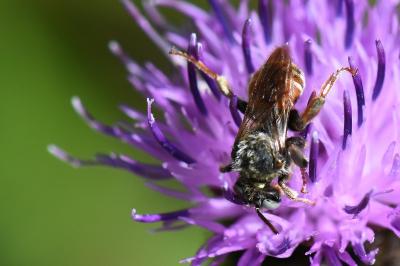 <i>Epeoloides coecutiens</i>