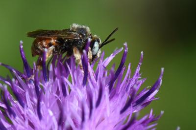 <i>Epeoloides coecutiens</i>