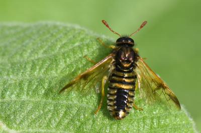 <i>Abia sericea</i>
