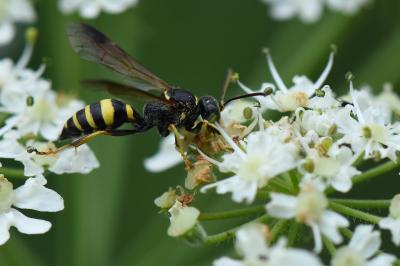 <i>Gorytes laticinctus</i>