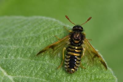 <i>Abia sericea</i>