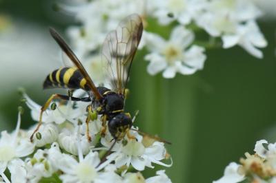 <i>Gorytes laticinctus</i>