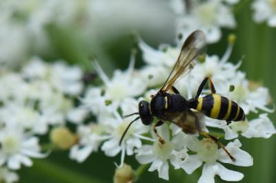 Gorytes laticinctus