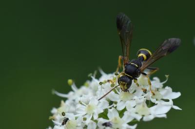 <i>Gorytes laticinctus</i>