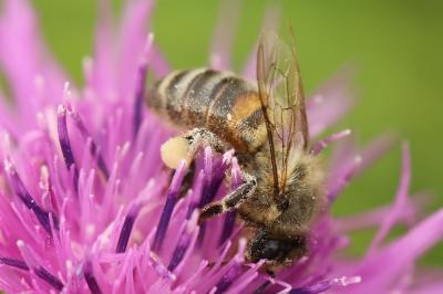 Abeille domestique