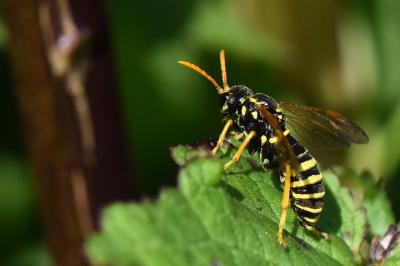 Mouche-à-scie de la scrofulaire