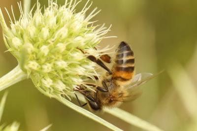 Abeille domestique