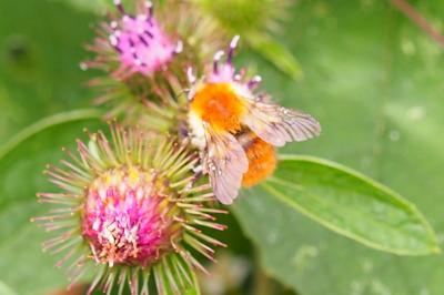 Bourdon des champs