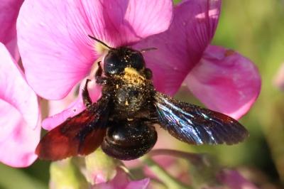 <i>Xylocopa</i>