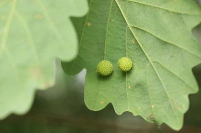 Cynips quercusfolii
