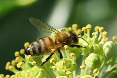 Apis mellifera
